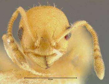 Media type: image; Entomology 21026   Aspect: head frontal view